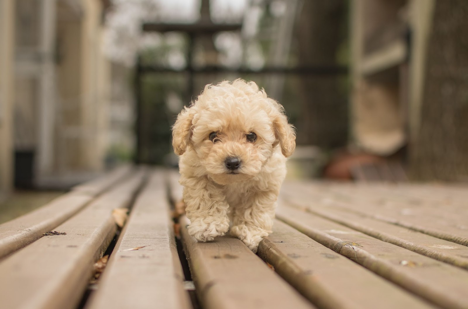 Why Lagotto Puppies Make Wonderful Family Pets