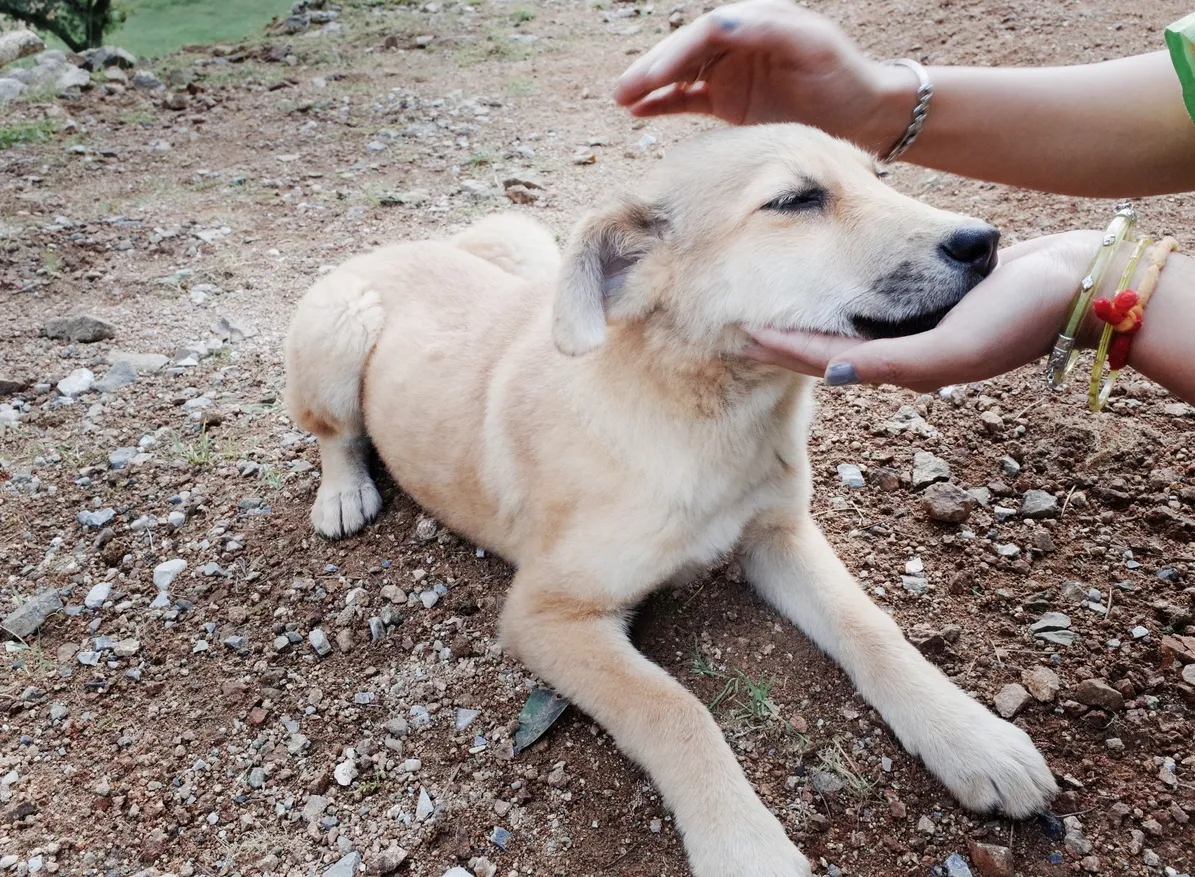 Dock Diving Training Near Me: Elevate Your Dog’s Skills